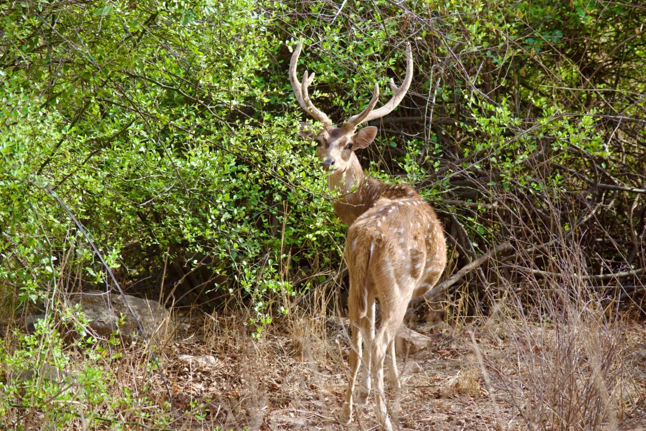 Wildlife Tourism in Rajasthan